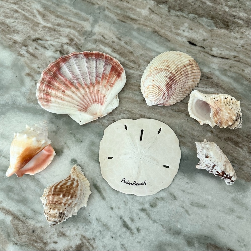 Palm Beach Seashell Collection - Coastal Beach Decor - Florida - Gifts Souvenir